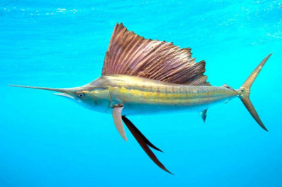 За что рыбу парусник так назвали?