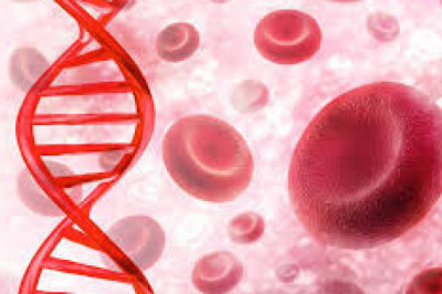 Действительно ли гранаты и печень увеличивают уровень гемоглобина крови?