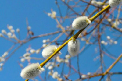 В чем суть Вербного Воскресенья?