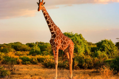 У всех ли жирафов длинная шея?