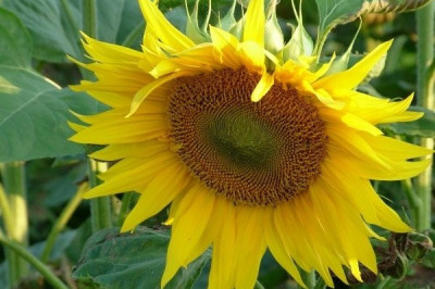 3 интересных факта о 