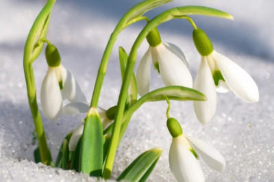 Интересные факты о подснежниках