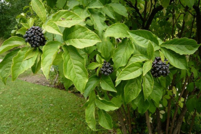 Чем полезен элеутерококк?