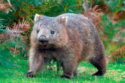 Кто такие вомбаты?