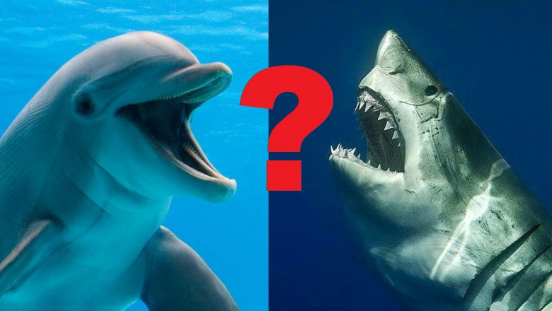 Почему акулы боятся дельфинов?