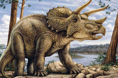 Чем  трицераптос похож на носорога?