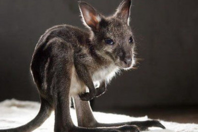 Как выглядят малыши кенгуру?