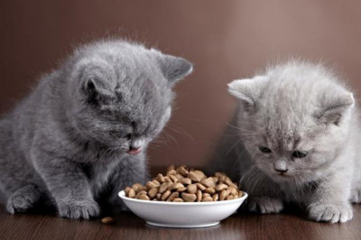 Минусы сухих кормов для кошек