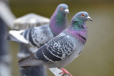 Правда ли, что в отсутствии у голубей пальцев виноваты волосы людей?!