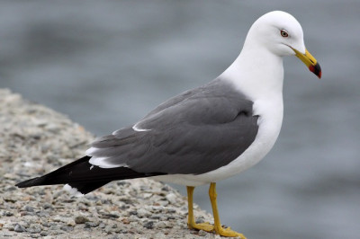 9 любопытных  фактов о чайках