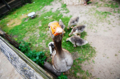 Что делать, если на вас хочет напасть гусь?