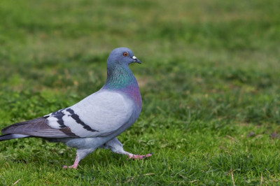 Почему голуби качают головами во время ходьбы?