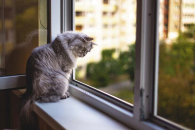 Как сделать подоконник безопасным местом для кота?