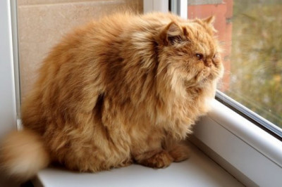 6 причин, почему котам нравится сидеть у окна