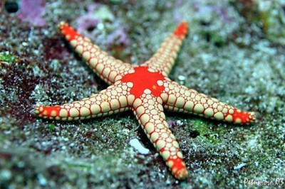 10 любопытных фактов о морских звездах