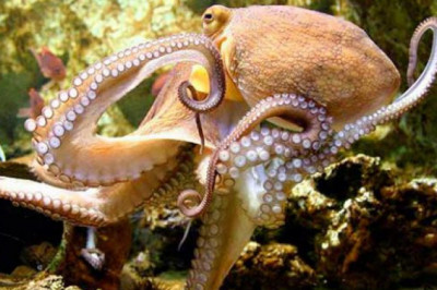 Какие черты строения осьминога делают его особенным?