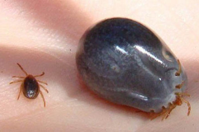 Как правильно вытаскивать клеща?