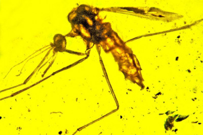 Правда ли, что комары ненавидят желтый цвет?