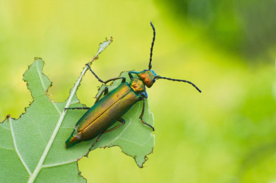 Что такое шпанская мушка?  