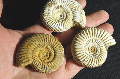 Аммонит как мощный талисман и оберег