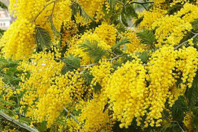 Как выглядит настоящая мимоза и точно ли именно ее дарят на 8 Марта?