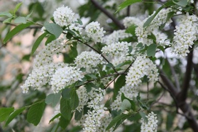 Почему при цветении черемухи резко холодает?