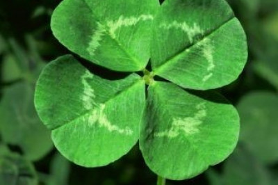 Почему четырехлистный клевер считается символом удачи?