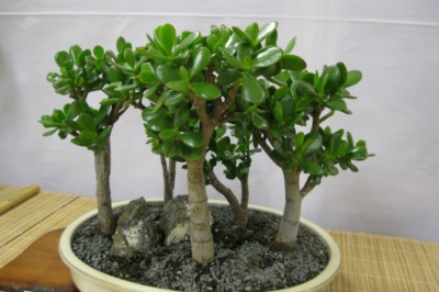 Почему денежное дерево так называется?