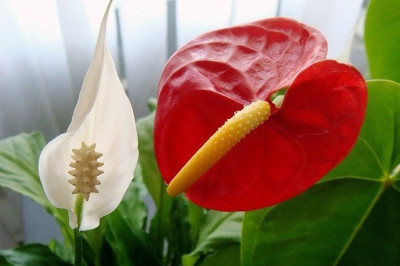 Какие растения желательно иметь дома на счастье?