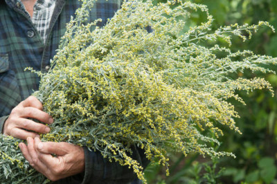 Какими  волшебными свойствами обладает полынь?