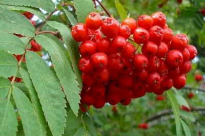 Какими магическими свойствами обладает рябина?