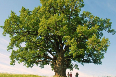 Дуб как священное древо и источник силы