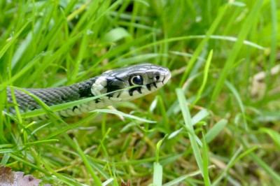 Как не наступить на змею?