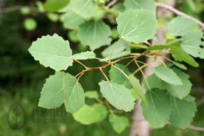 Почему осину принято считать плохим деревом?