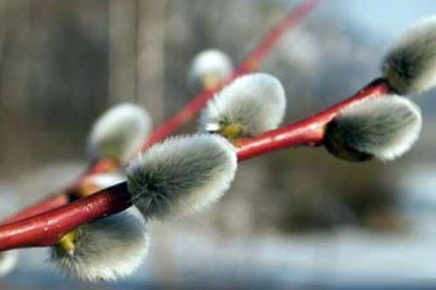 Верба как дерево здоровья и защиты