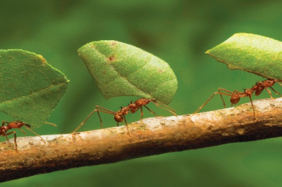 Как муравьи поднимают тяжести больше своего веса?