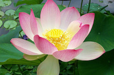 Лотос-  не только красивое, но  и вкусное полезное растение