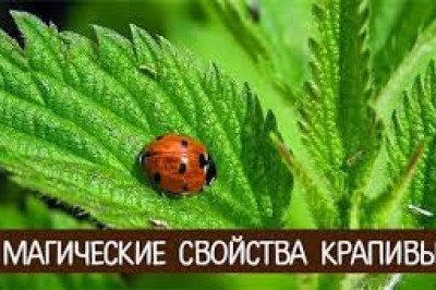 Какими магическими силами обладает крапива?