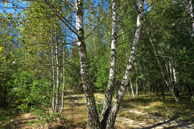 Какую силу могла даровать береза?