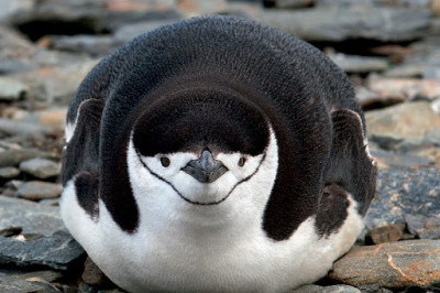 3 причины, по которым пингвины не летают