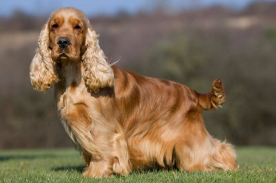 Какова история происхождения  породы собак спаниель?