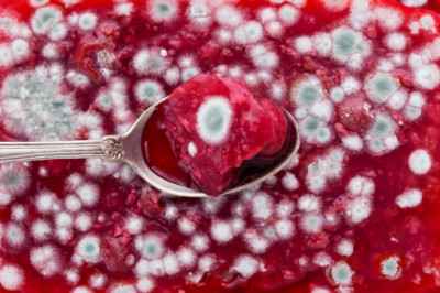 Любая ли плесень опасна?