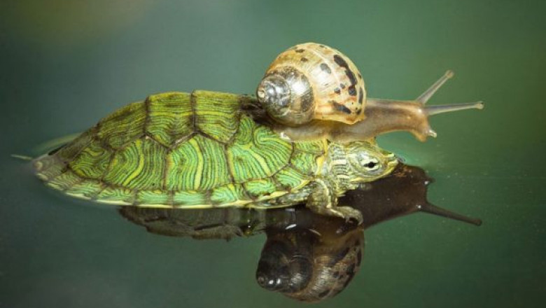 Кто быстрее: улитка или черепаха? Сравнение скорости [Животные]
