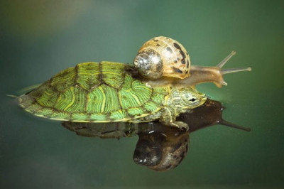 Кто быстрее- улитка или черепаха?