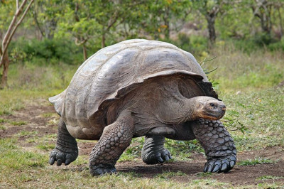 Правда ли, что все черепахи медлительны?