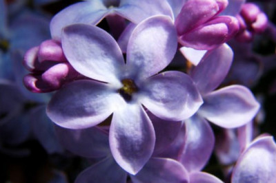 Пятилистник сирени как символ великой  удачи