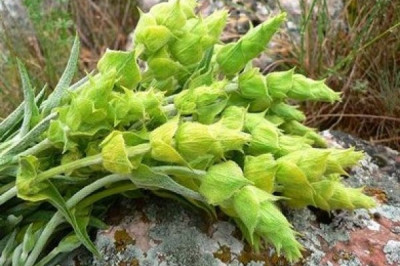 В чем сила и польза травы железницы?