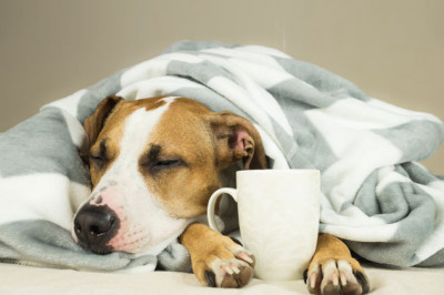 Каковы фазы действия кофе на организм человека?