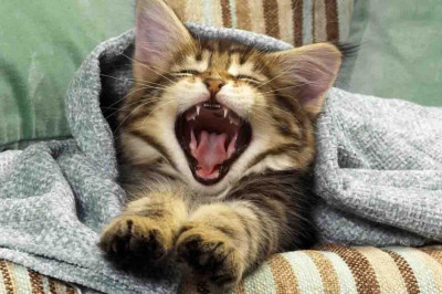 Главная причина, по которой  кошки писают или какают на кровать