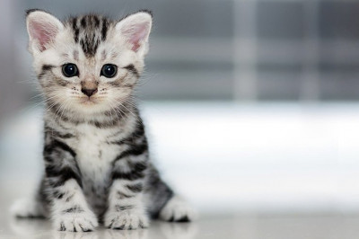 Как правильно приучать котенка в лотку?